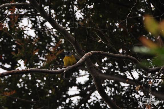 Um belo e tranquilo passarinho em uma árvore em Caleta Tortel, no sul do Chile